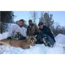 7-Day Utah Mountain Lion Hunt for 2 Hunters with Pine Valley Outfitters