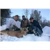 Image 1 : 7-Day Utah Mountain Lion Hunt for 2 Hunters with Pine Valley Outfitters