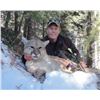 Image 2 : 7-Day Utah Mountain Lion Hunt for 2 Hunters with Pine Valley Outfitters