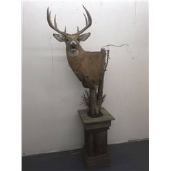 Pedestal Shoulder Mount for any animal up to a Rhino