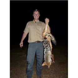 7 Day South Africa Safari with Somerby Safaris for 1 Hunter for Caracal Cat