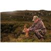 Image 1 : Balmoral Estate Roe Deer Hunt for 1 Hunter 7 Days with 3 days of hunting