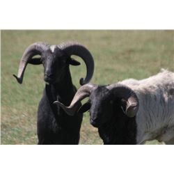 7 Day Argentinian TX Dall Ram, Multi-Horn & Hybrid Sheep for 2 Hunters