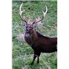 Image 2 : 5-Day/4-Night New Zealand Sika Deer with Kaweka Hunting