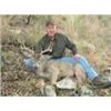 Image 1 : 5-Day Trophy Arizona Mule/Coues Deer Hunt plus Mountain Lion for 1