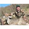 Image 2 : 5-Day Trophy Arizona Mule/Coues Deer Hunt plus Mountain Lion for 1