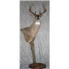 Image 1 : Pedestal Mount with Habitat for a Mule or Whitetail Deer from Nature's Own Wildlife Studios