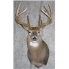 Image 2 : Pedestal Mount with Habitat for a Mule or Whitetail Deer from Nature's Own Wildlife Studios