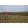Image 2 : Pheasant Hunting for 1-2 Hunters