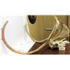 Image 2 : CARIBOU ANTLERS