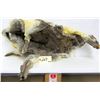 Image 2 : HIMALAYAN THAR PELT