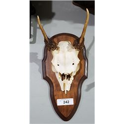 HORN/SKULL MOUNT