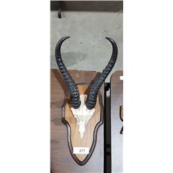 ANTELOPE SKULL/HORNS