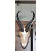 Image 1 : ANTELOPE SKULL/HORNS