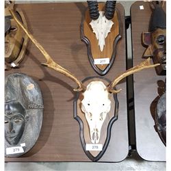 DEER HORNS/SKULL