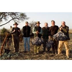 6 Argentina Dove and Pigeon Hunts