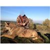 Image 2 : 7-Day wolf hunt in Mascedonia with European Hunting Adventures
