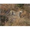 Image 2 : 14 Day Zimbabwe Leopard Hunt