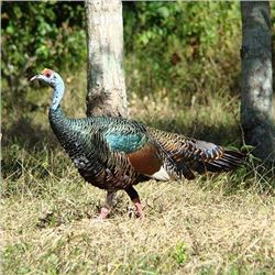 Mexican Jungle Ocellated Turkey hunt