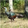 Image 1 : Mexican Jungle Ocellated Turkey hunt