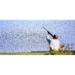 4-Day High Volume Argentina Dove Hunt
