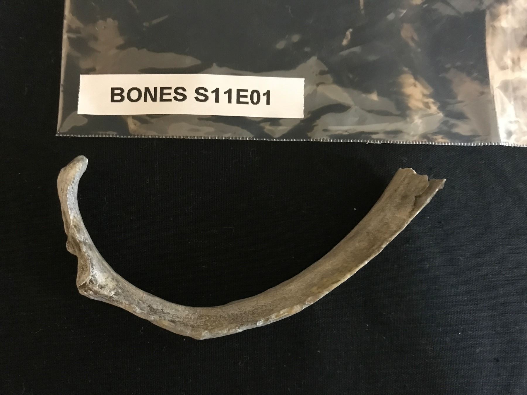 Bones 05 17 Jared Booth S Screen Matched Rib Bone