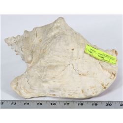 LARGE CONCH SHELL      ( HOME, COLLECTIBLE )