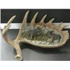Image 1 : Canadian faux Moose antler Hanging wall art display