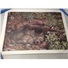 Image 3 : 10x Wildlife Litho s Signed and Numbered  Limited Edition