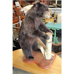 TAXIDERMY BEAR CUB