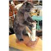 Image 1 : TAXIDERMY BEAR CUB