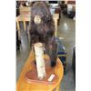 Image 2 : TAXIDERMY BEAR CUB