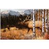 Image 1 : Ray Sexton -Autumn Elk