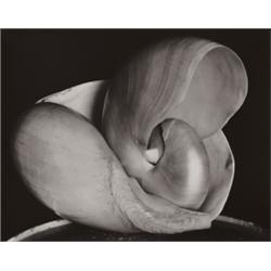 EDWARD WESTON (American, 1886-1958) SHELL,...