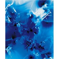 WOLFGANG TILLMANS (American, b. 1968) MENT...