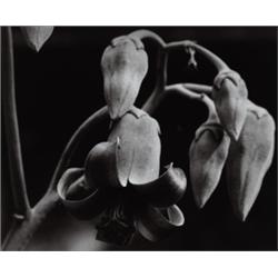 ALBERT RENGER-PATZSCH (German, 1924-1966) ...