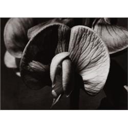 ALBERT RENGER-PATZSCH (German, 1924-1966) ...