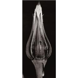 ALBERT RENGER-PATZSCH (German, 1924-1966) ...