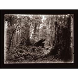 JOSEF SUDEK (Czech, 1896-1976) MAGIC FORES...