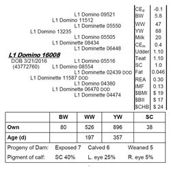 Lot 16008 - L1 Domino 16008