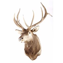 Montana Rocky Mountain Trophy Elk Shoulder Mount