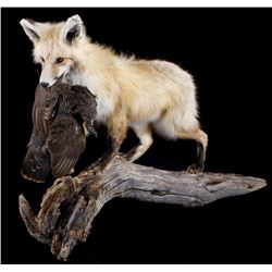 Montana Grey Fox And Pheasant Mount