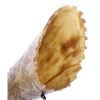Image 2 : Exceptional Scrimshaw Steer Horn