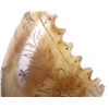 Image 3 : Exceptional Scrimshaw Steer Horn