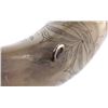 Image 5 : Exceptional Scrimshaw Steer Horn