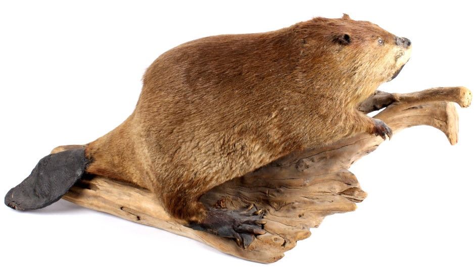 Full Body Beaver Taxidermy Mount