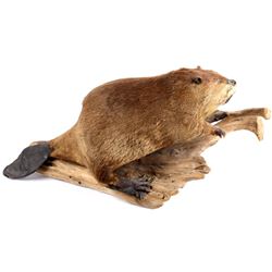 Full Body Beaver Taxidermy Mount