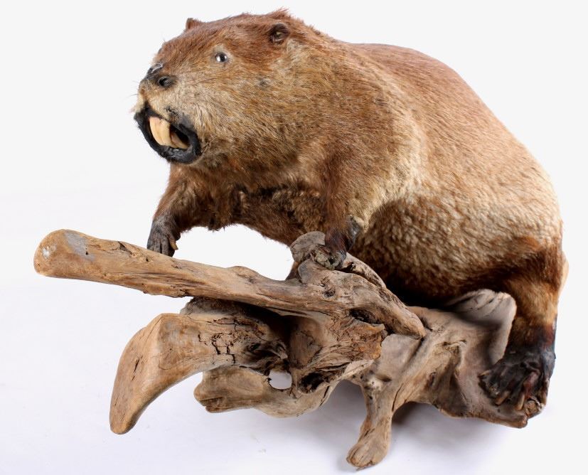 Full Body Beaver Taxidermy Mount