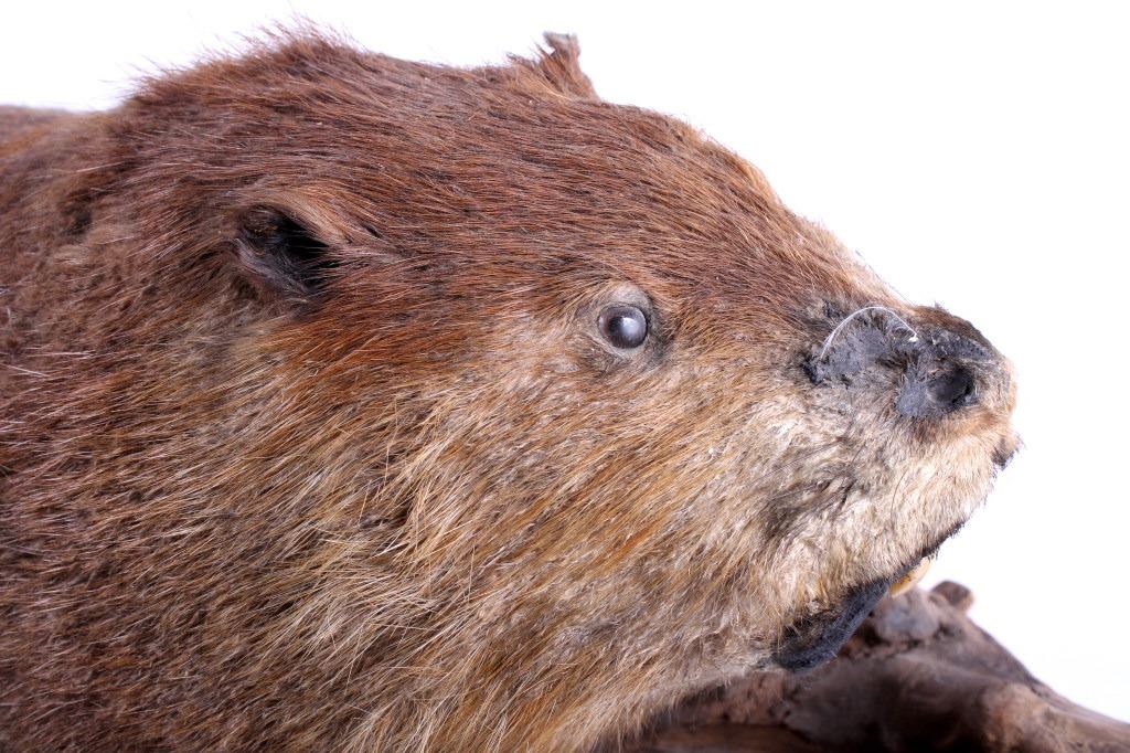 Full Body Beaver Taxidermy Mount