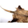 Image 10 : Beaver Rug And Possum/ Muskrat Hide Collection